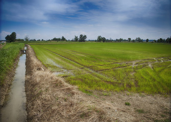 Fototapeta premium Rice field