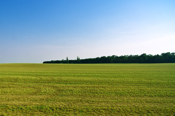 Green field by the forest in the afternoon