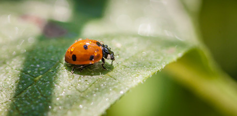 Obraz premium Ladybird