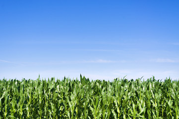 Fototapeta na wymiar Young corn field at summer