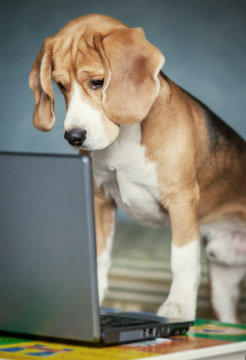 Nosy beagle surfing by internet on laptop