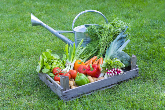 Panier de l&eacute;gumes dans un jardin