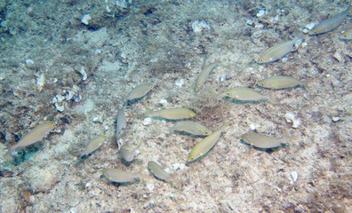 Salema shoal