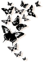 butterflies design