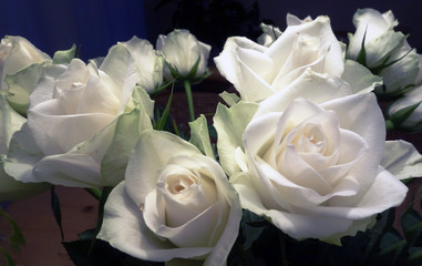 white roses