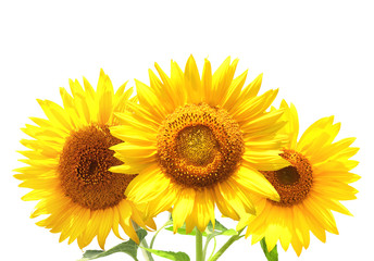 Obraz premium Three sunflowers