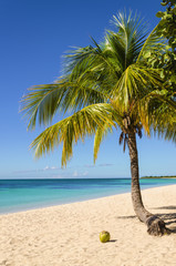 Coconut palm tree on exotic sandy beach
