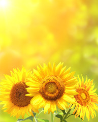 Bright yellow sunflowers © frenta