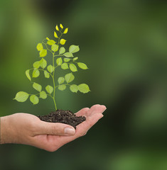 Sapling in hand