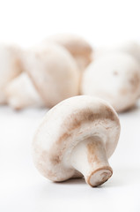 Focus on champignon mushroom.