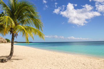 Untouched tropical beach with tall palm tree  entering the ocean