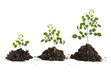 Saplings on white background