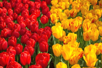 Tulpenfeld rot gelb