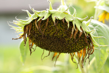 wither sunflower