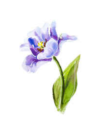 Naklejka premium Purple tulips, watercolor painting.