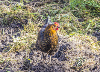 organically kept chicken