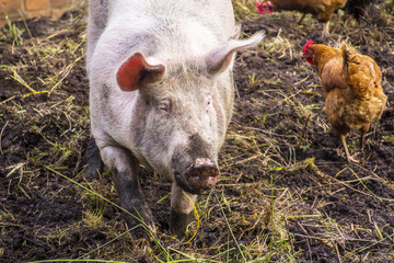 organically kept pig