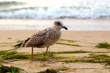 sand, seagulls, footprint, beach