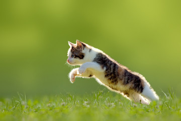 Fototapeta Katze, Kätzchen im Sprung obraz