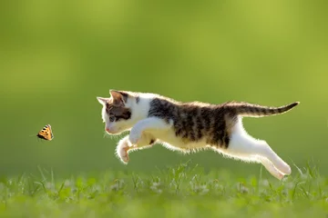 Tissu par mètre Chat Chat, chaton sautant