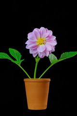Dahlia in a Flower Pot