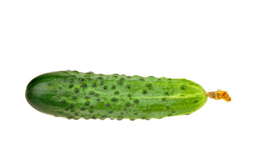 Fresh cucumber isloted over white