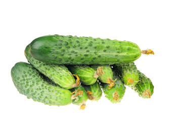 pile of cucumber with dry flowe isolated over white