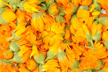 background made by heads of calendula