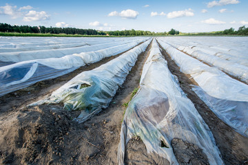Asparagus Field