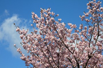 Cherry tree blossom in Japan