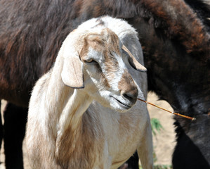 Detailed view of a goat