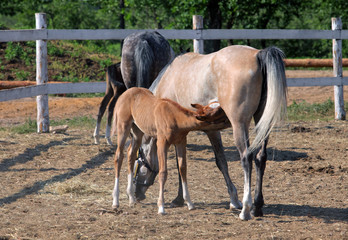 Obraz na płótnie Canvas Horses family in evening