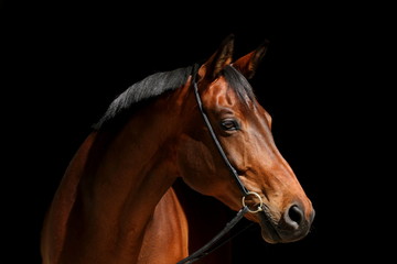 Portrait Brauner vor schwarzem Hintergrund