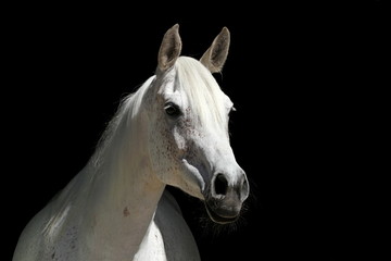 Weisses Pferd vor schwarzem Hintergrund