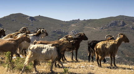 herd of goats in Greece