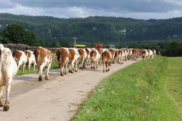 Obraz premium Troupeau de vaches montbéliardes sur une route