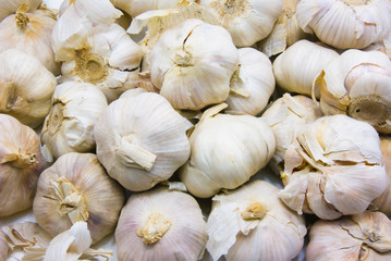 Garlic