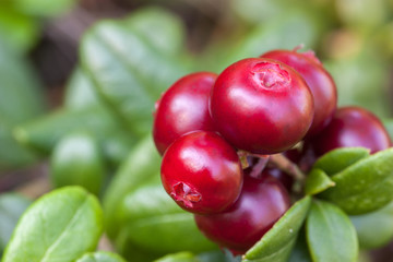 ripe cowberry