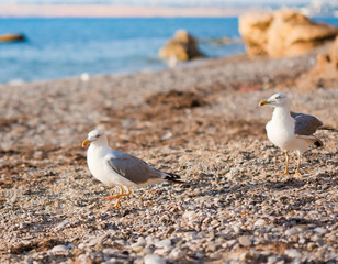 seagulls on the beach