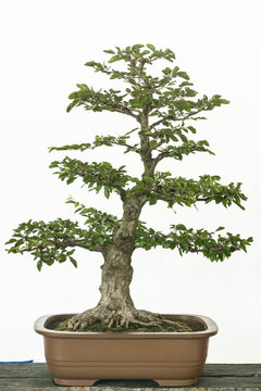 Koreanische Hainbuche als Bonsai Baum Stock Photo | Adobe Stock