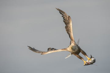 White-tailed Eagle with catch.