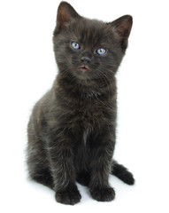 Black Kitten