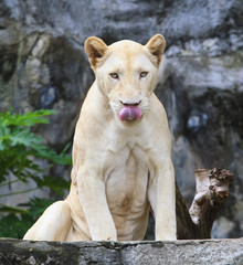 face of funny lioness tongue