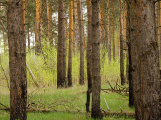 Spring Pine Forest