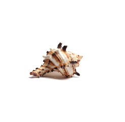 Beautiful Sea Shell