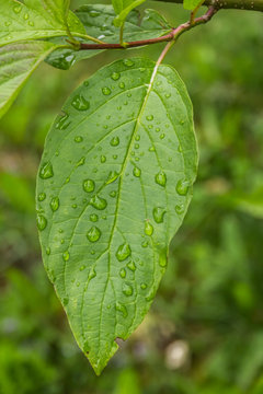 Wassertropfen auf einem Blatt