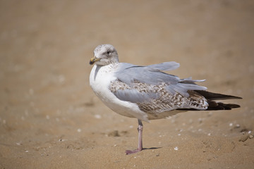 Möwe