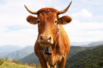 Vache des Pyrénées