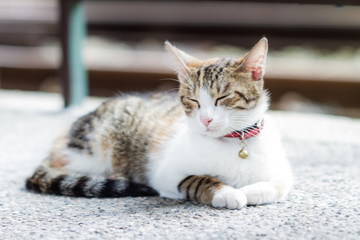 cat with nice background