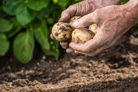 Male hands harvesting fresh potatoes from garden
